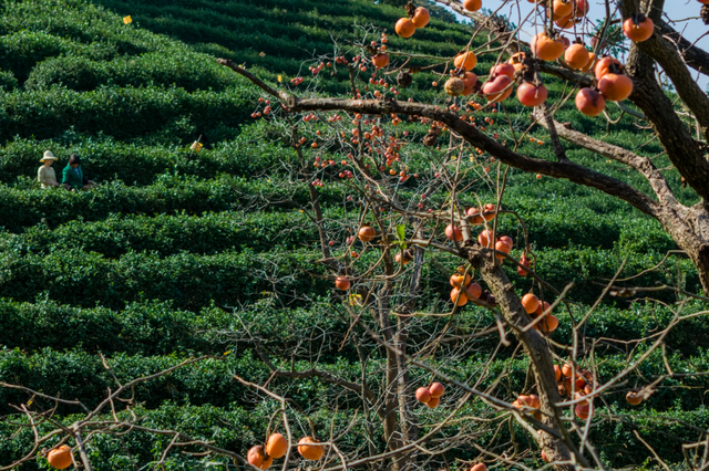 跟着文化游光山丨翁塆茶园：柿熟秋光里的千年雅韵