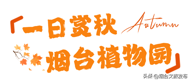 【乐游烟台】周末好去处丨任贤齐开唱+神仙秋景，烟台太好玩了