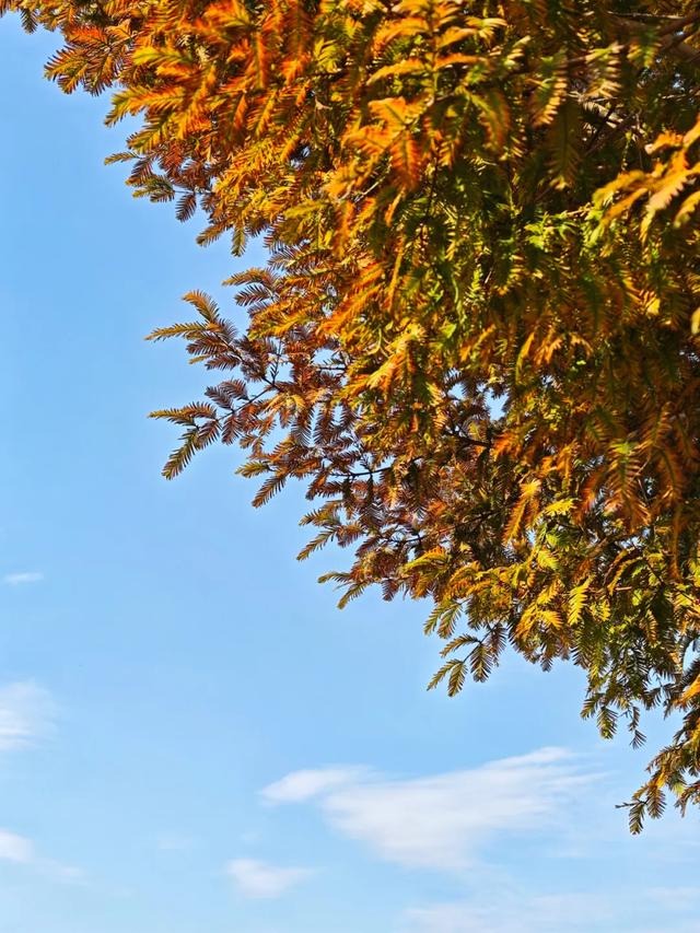 郫都水杉红了!抱着手机猛拍,被这限定美景狠狠惊艳