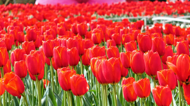 阳春三月花满城 麒麟踏春正当时