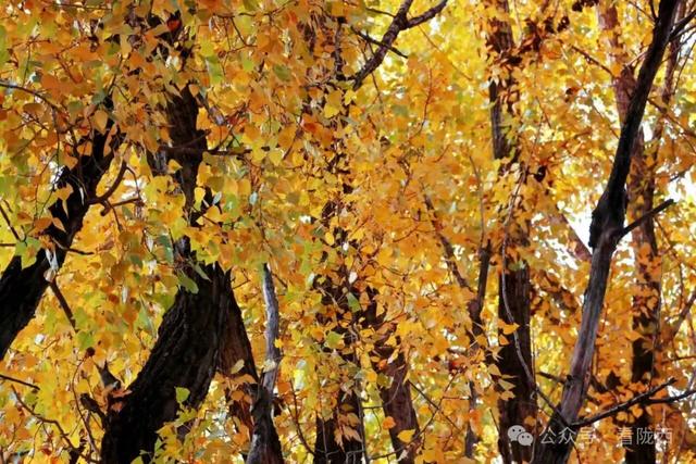 【图观陇西·新视角】陇西菜子四零四：白杨金黄 秒入油画