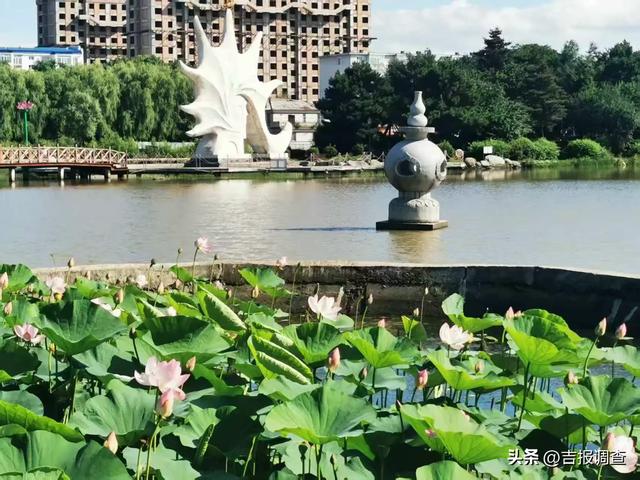 碧叶连天红莲盛放:珲春龙源公园美景醉人