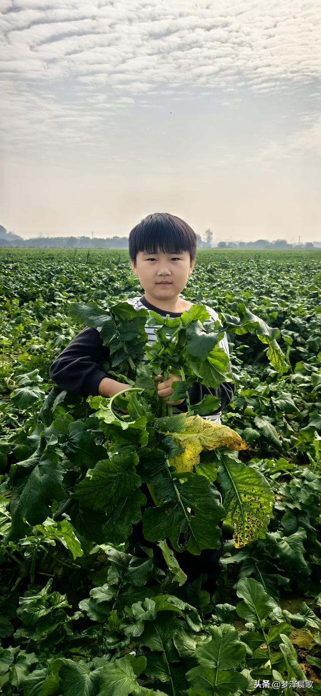 周末新玩法：云梦博物馆看秦简，新马村拔萝卜，武汉家庭乐翻天