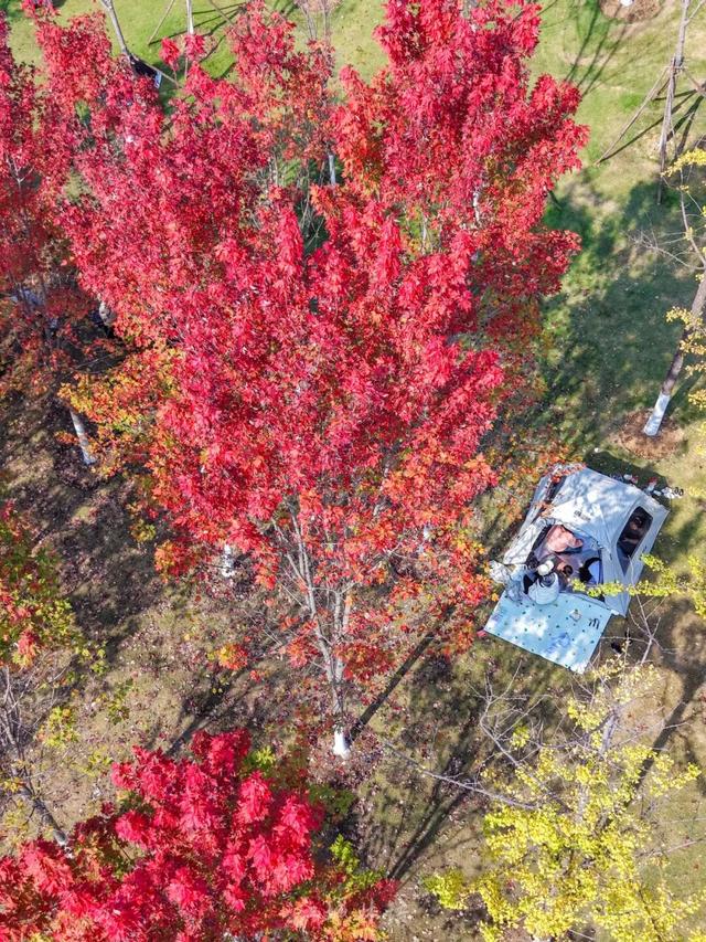 太出片了！这里的枫叶红了，乌桕美了！网友：原来武汉的秋天这么多情！