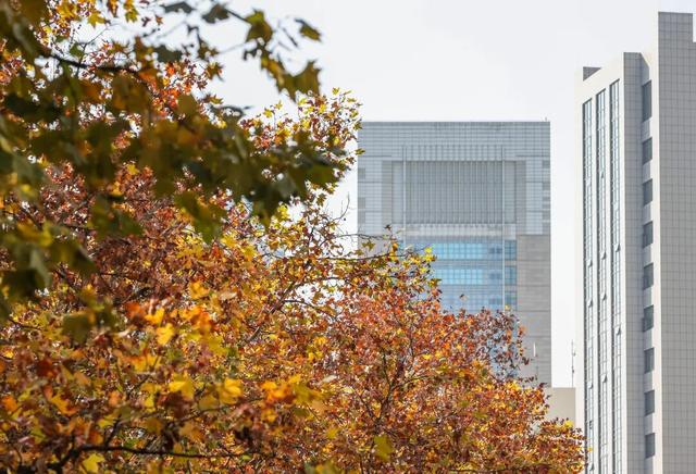 梧桐为笺，车流作墨——北京路写下一封贵阳版的“冬日情书”