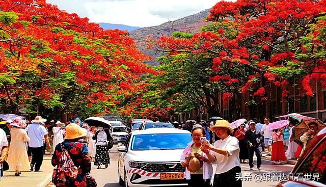 云南易门绿汁镇：凤凰花与旧时光的邂逅