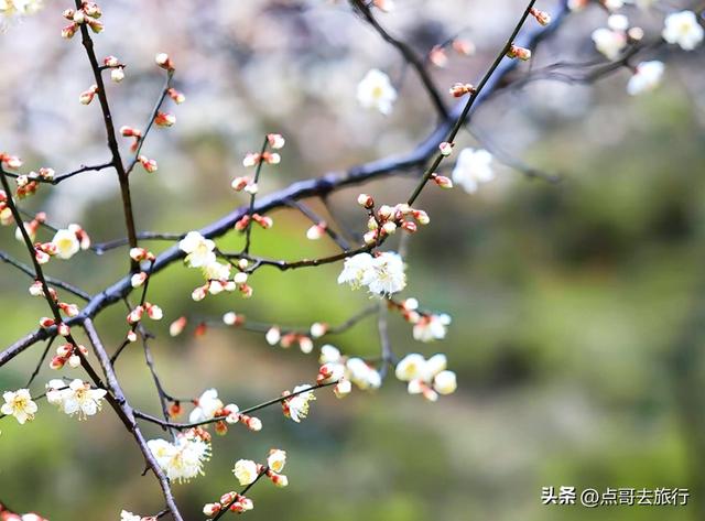 成都3000亩梅林开花了，被称为成都“小林芝”，非常震撼，免费！