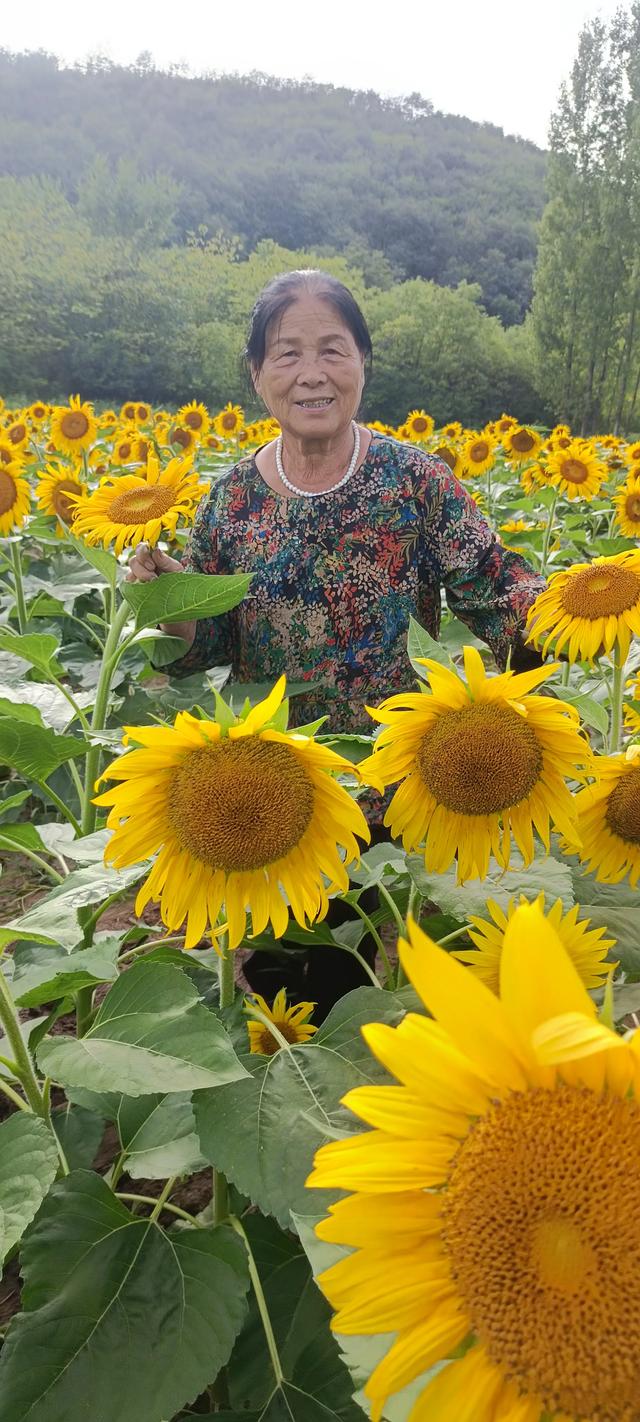 鸭凫峪鹿走沟向日葵🌻花海惊艳亮相！