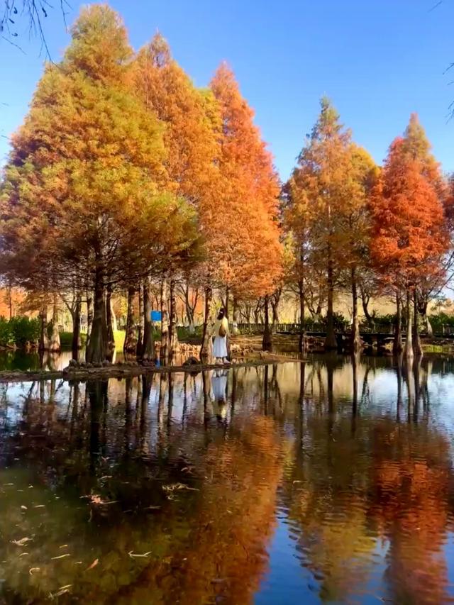 渔浦寒泉公园，水杉红透成诗