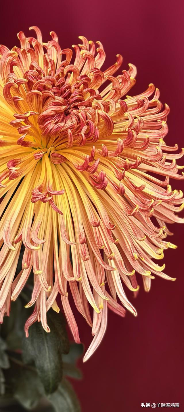 秋风独宠一园菊，晚来香艳出樊篱——北京北海公园2025年菊花展