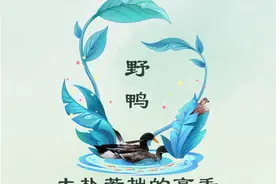 野鸭：大朴若拙的高手图片