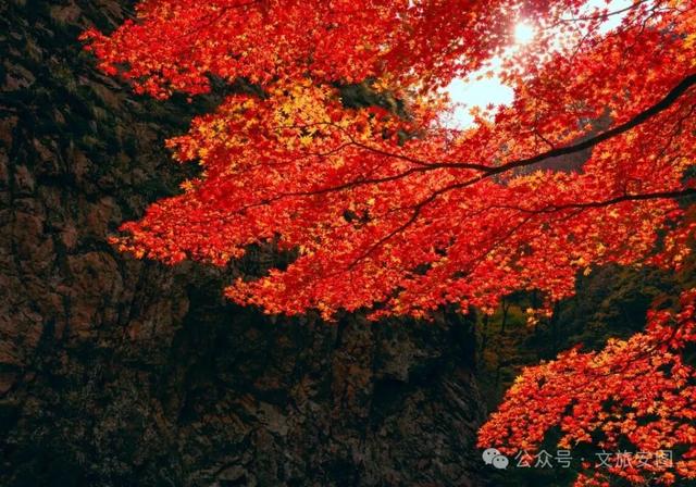 【“双线”开通 畅游安图】东北隐藏的“枫景天花板”，漫山层林染金红，国庆自驾首选地！
