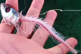 “温泉鱼”有多恐怖？吃脚皮只是在麻痹你，整条鱼进去只剩骨架图片