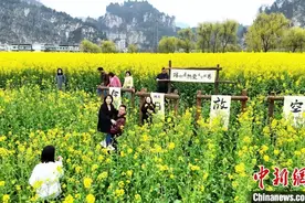 四川古蔺：万亩油菜花竞相绽放 游客踏青赏花图片