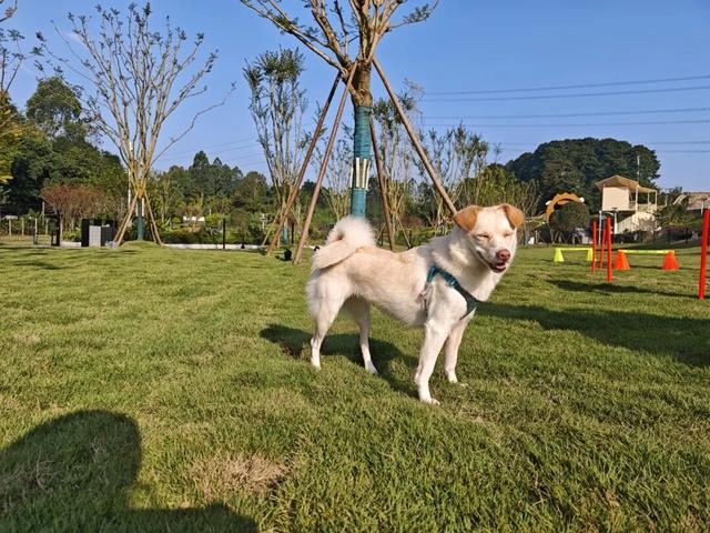 汪汪队！集合！