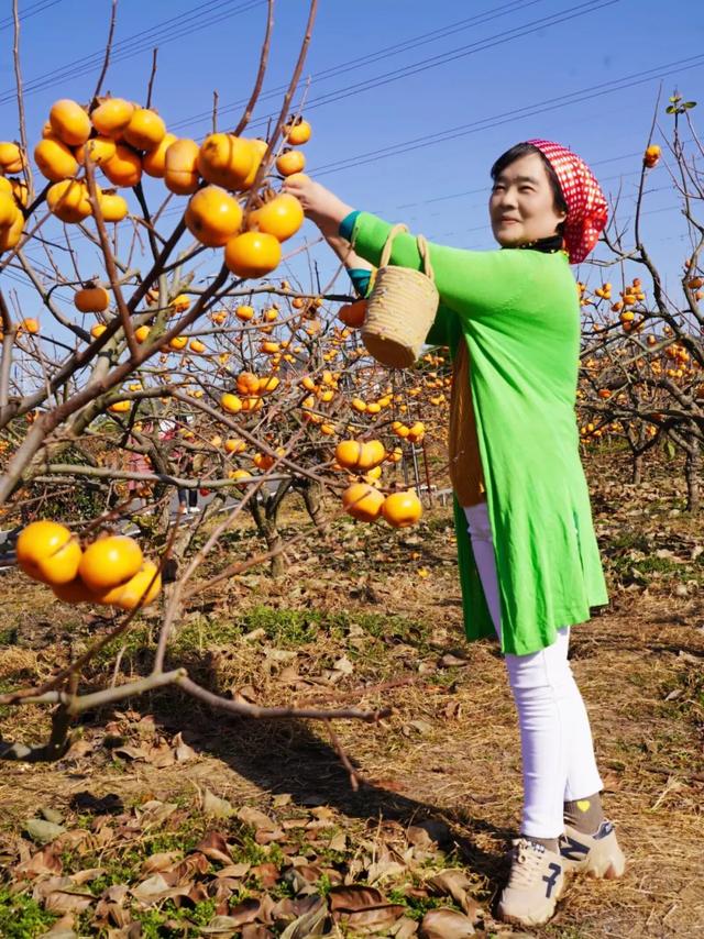 柴桑区新塘乡胡桥村:千亩柿红引客来