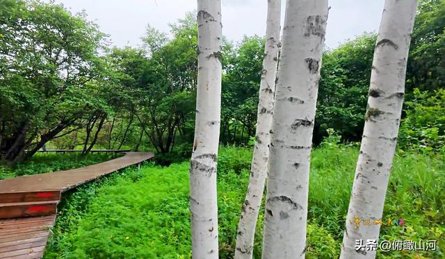 爱在清凉处 绥芬河爱情谷与白桦林记（东北内蒙之旅）