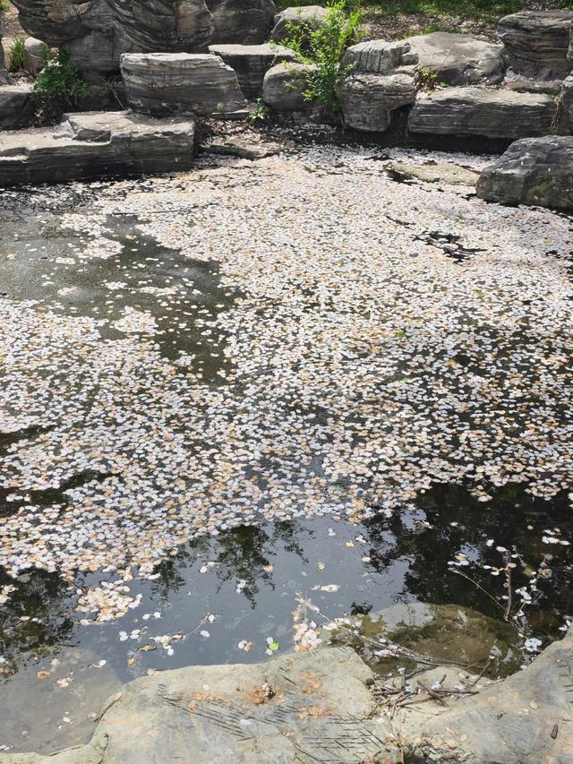 满园春色关不住 独领风骚樱花秀