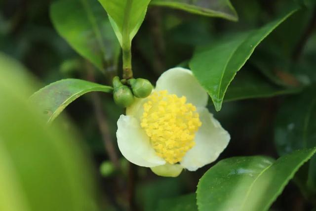 跟着赛事去旅行 | 骑到普洱思茅才知道 茶+咖=我的多巴胺双倍风暴