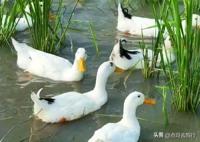 成都三元地铁又上新风景，超级惊艳，不要门票，地铁直达！