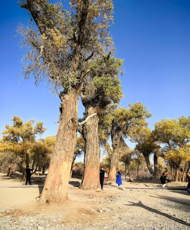 全世界70%的胡杨在这里！