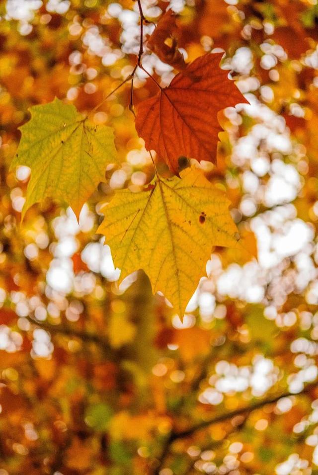 轨道直达！重庆“顶流”梧桐大道已经美到next level了！