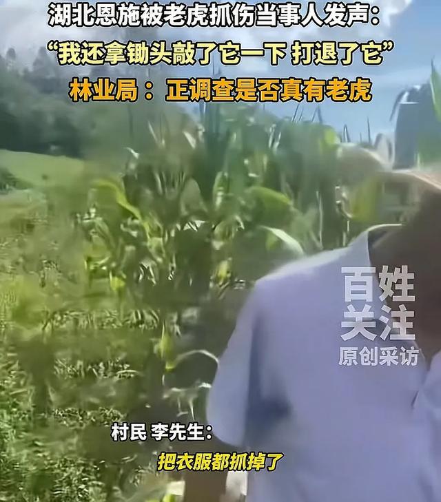湖北恩施一村民干农活时被老虎抓伤：持锄头敲了它几下 摇摇头走了