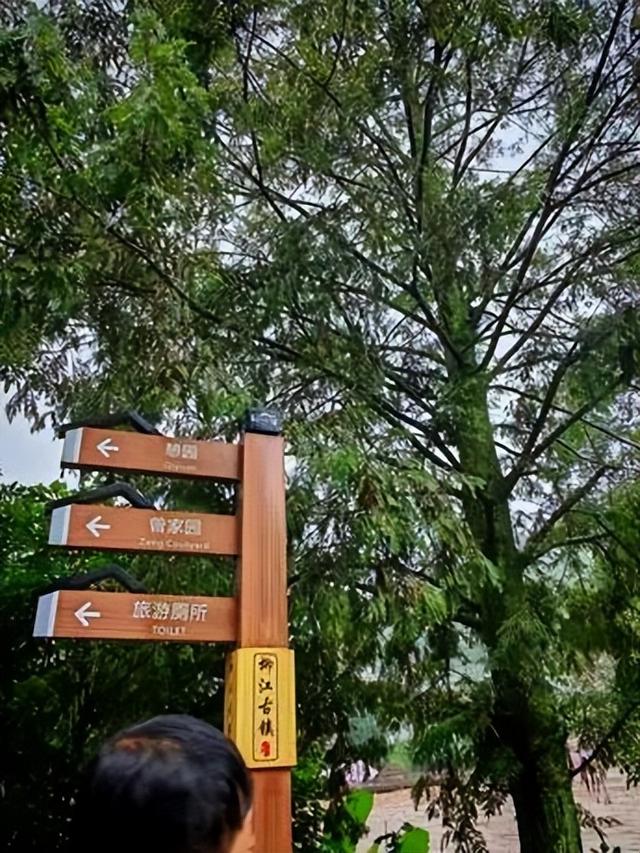 老兵军嫂游柳江：曾家园里看古树，烟雨河畔话当年