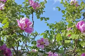 花开170朵！菏泽一棵高两米七的“牡丹王”盛放！图片