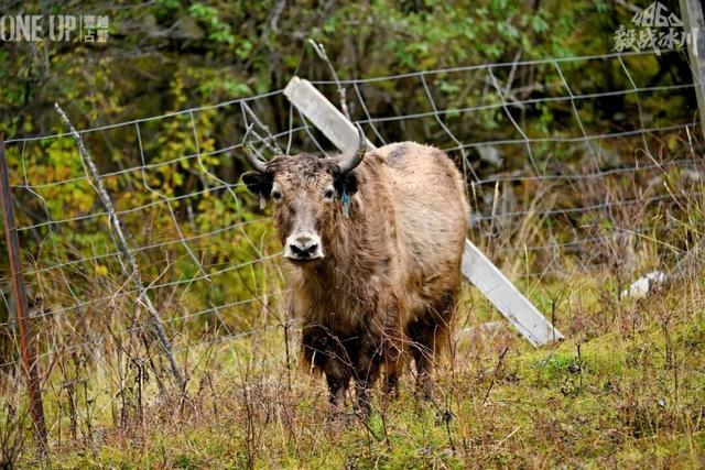 达古冰川 “不止 4860 米” 的深度浪漫，藏着信仰与烟火气