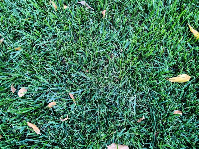 济南唐冶的深秋:碧空如玉、松柏叠翠、红枫似火、银杏镶金