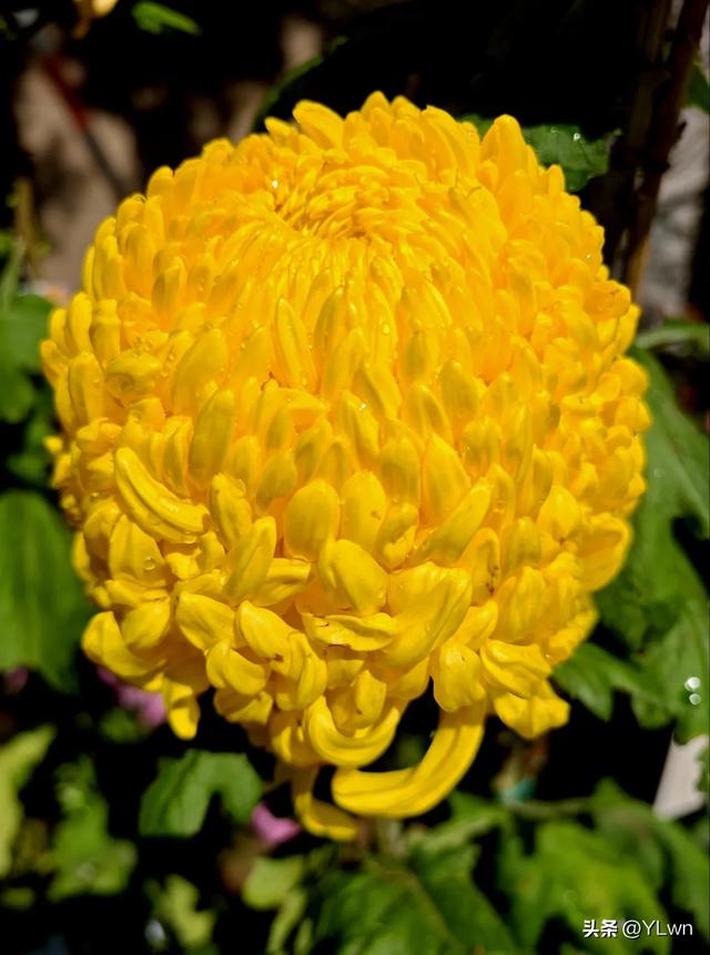 拱墅区菊花展分会场，无需预约无需门票，逛桥西历史直接赏菊花