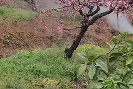 桃园蚧壳虫歼灭战：手把手教你四招必杀技图片