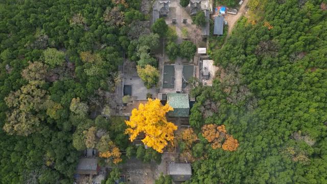 济南的这些千年银杏树美得正当时，最后“黄金期”快去打卡！