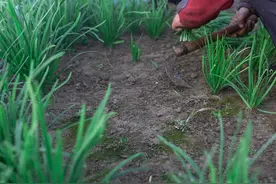 移栽韭菜千万别踩这6个坑！老菜农教你正确操作图片