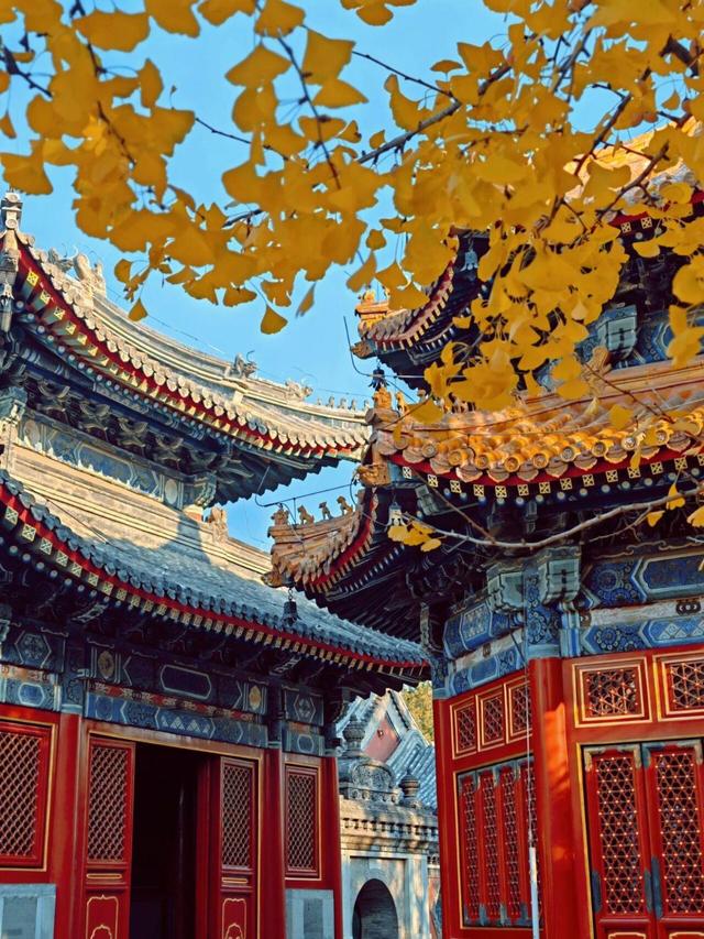 出片率100%！是时候来“京西小故宫”，邂逅一抹银杏黄