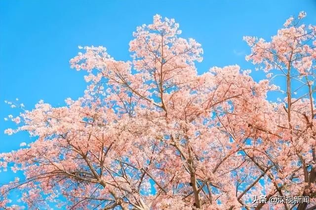 深圳限定浪漫！周末快来赴一场粉色花海盛宴