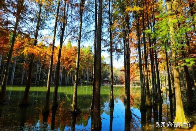 秋色正斑斓！信阳赏秋打卡地推荐