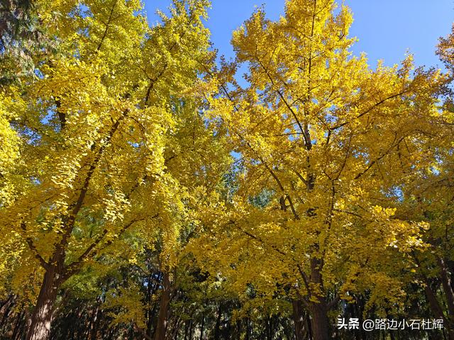 昔日皇家祭坛，今日大众踏秋——地坛秋日赏银杏