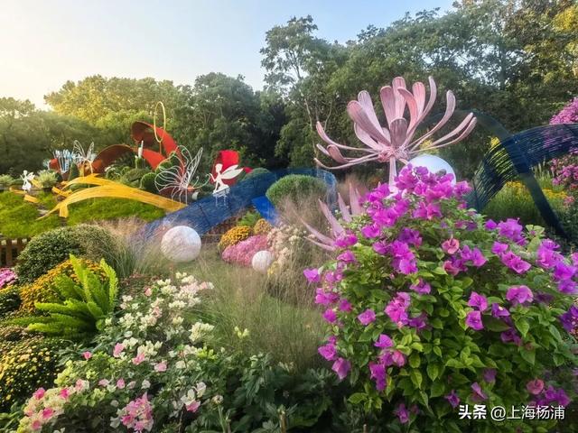 本周末起！来杨浦这个公园共赏“沪上最美菊花海”