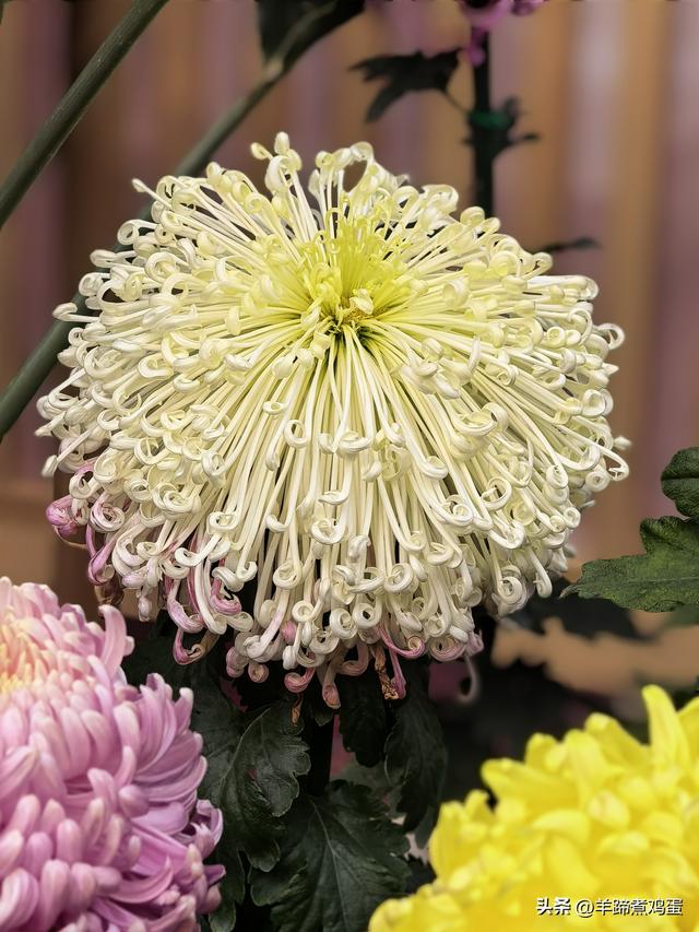 秋风独宠一园菊，晚来香艳出樊篱——北京北海公园2025年菊花展