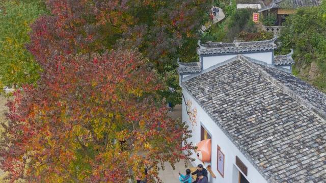 塔川红叶已进入最佳观赏期！你还不来吗？