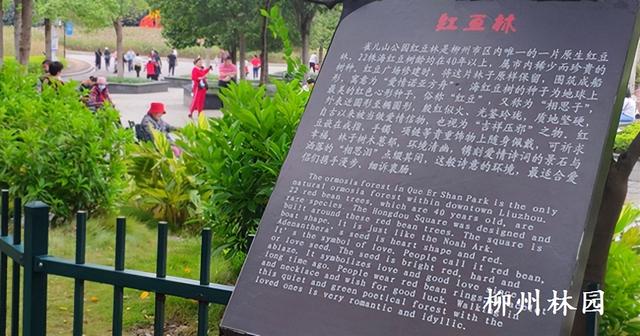 柳州市雀儿山公园红豆林迎来最美观赏季