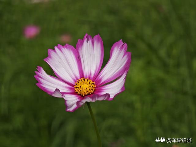 没有一株薰衣草的薰衣草庄园