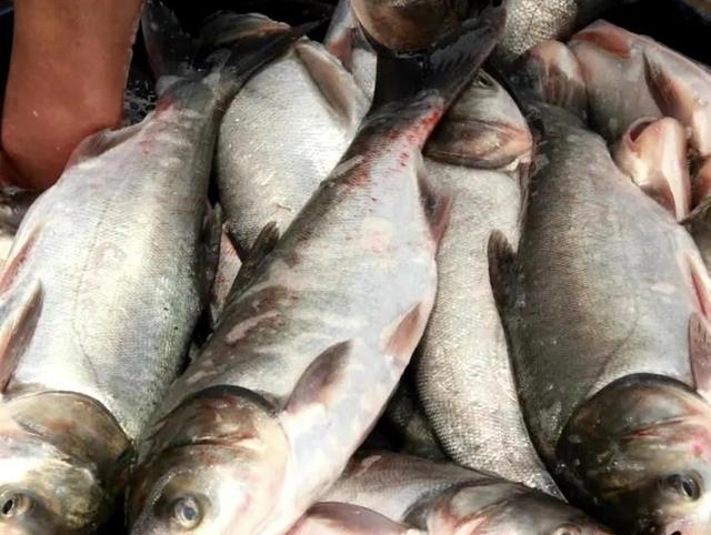 白鲢很难吃吗？白鲢和花鲢什么区别	，为啥价格相差这么大？