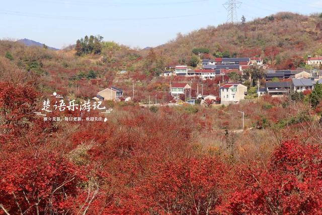 宁波四明山中鲜有人知的乡村，却被誉为中国红枫之乡，景色太迷人