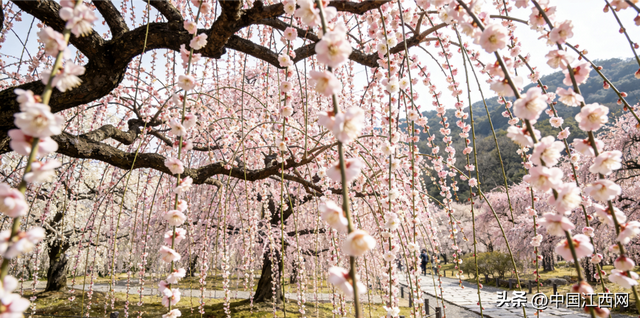 梅花开了！江西这些赏梅胜地太好拍