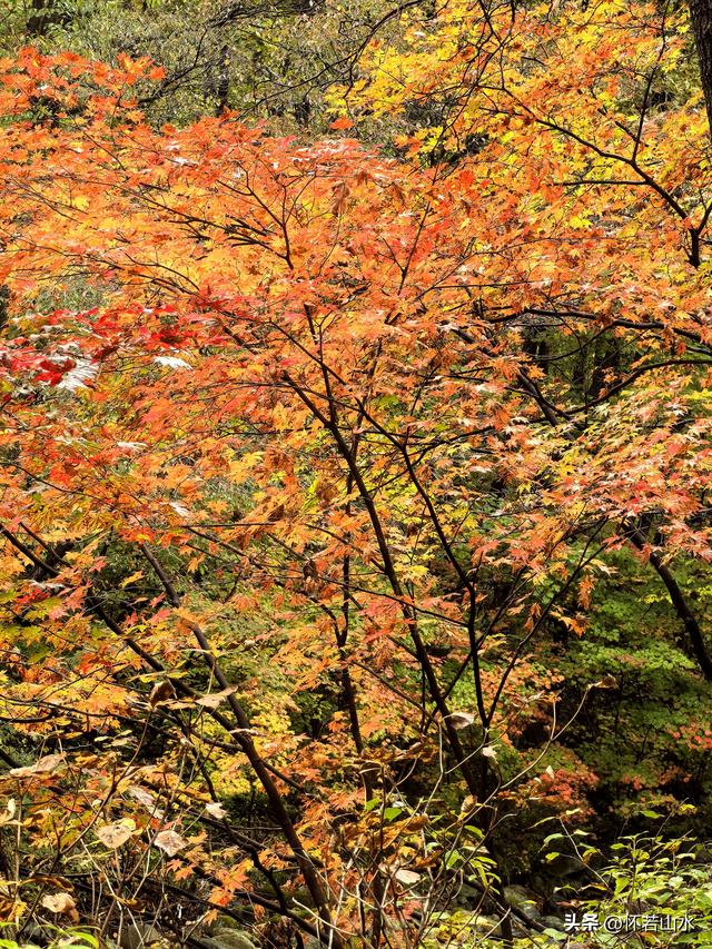 2025辽宁赏秋之旅日记(2)——游览丹东蒲石河森林公园