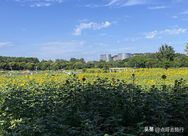 成都坐地铁最新赏花地，近百亩金色花田，超级惊艳，不要门票！