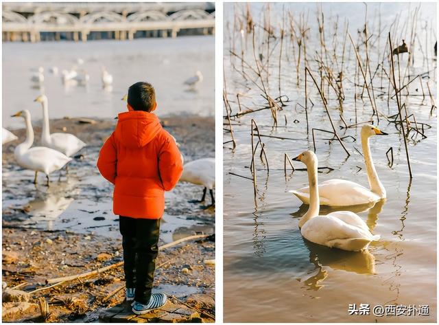 西安出发当日往返，天鹅湖游玩全攻略！